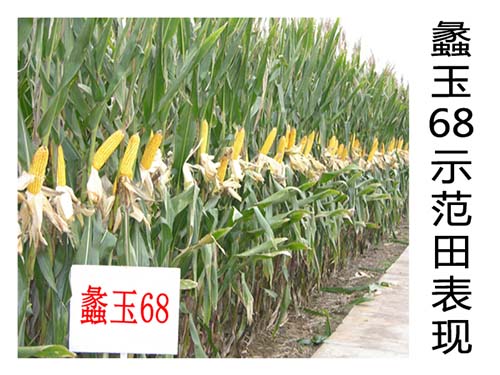 蠡玉68示范田表現(xiàn).jpg 蠡玉68示范田表現(xiàn).jpg