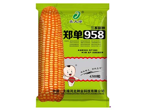 鄭單958(4300粒)