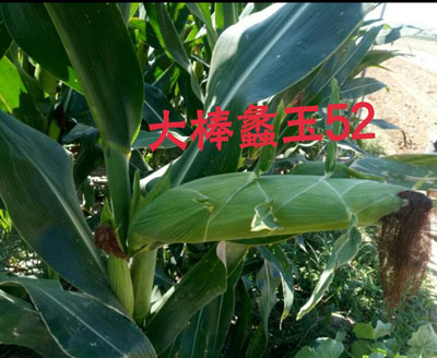 蠡玉52改小1.jpg